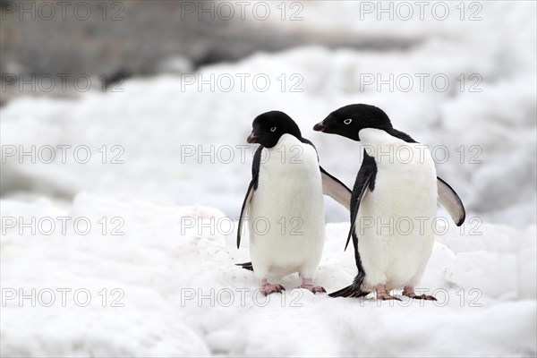 Adelie Penguins (Pygoscelis adeliae)