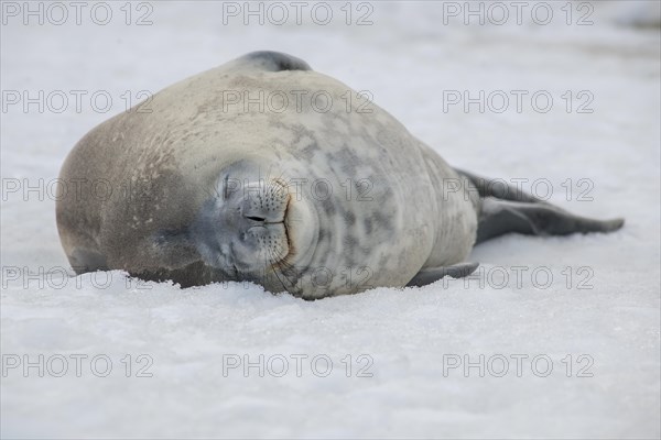 Weddell Seal (Leptonychotes weddellii)