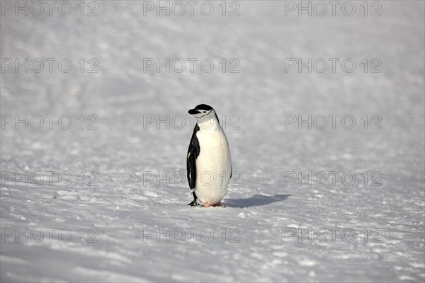 Chinstrap Penguin (Pygoscelis antarctica)