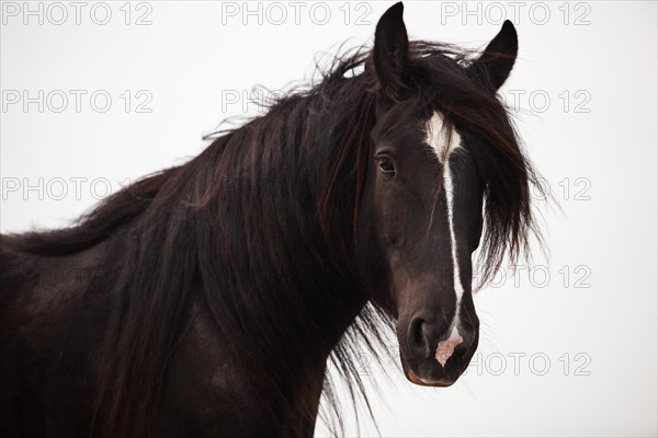 Shire Horse gelding