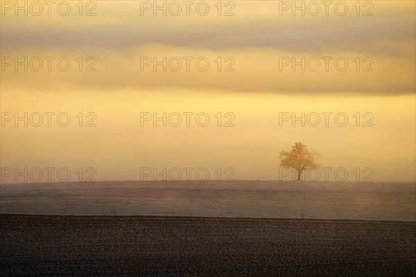 Tree in winter landscape in the fog