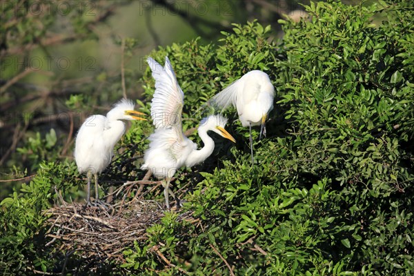 Snowy Egret (Egretta thula)