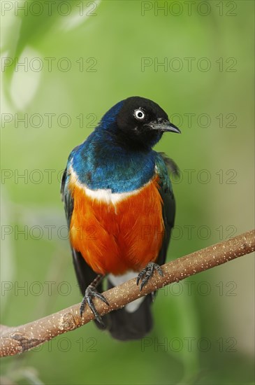 Superb Starling (Lamprotornis superbus