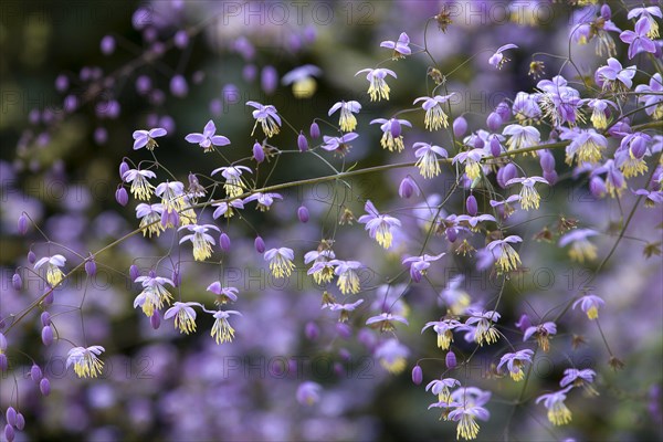 Lavender Mist (Thalictrum rochebruneanum)