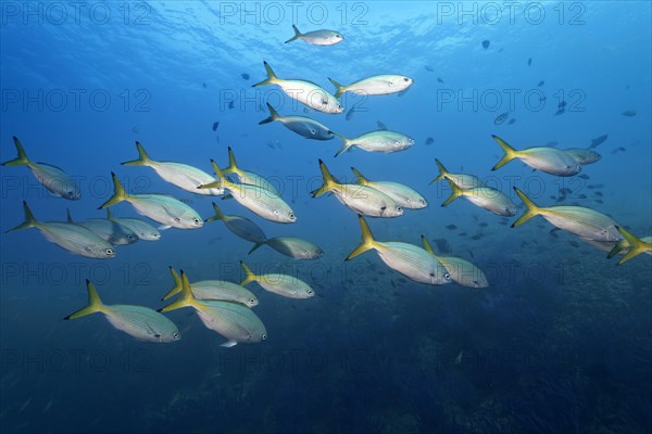 A shoal of Fusiliers (Caesio sp.)