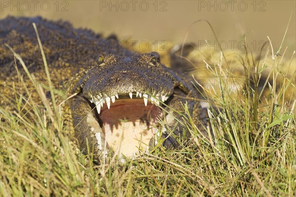 Nile Crocodile (Crocodylus niloticus)