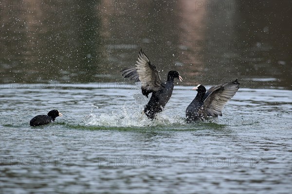 Eurasian Coot (Fulica atra)