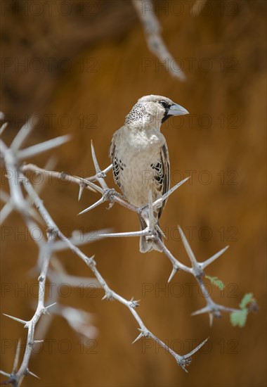 Sociable Weaver (Philetairus socius)