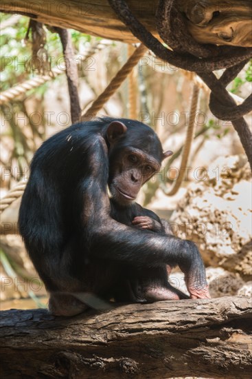 Chimpanzee (Pan troglodytes)