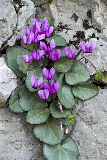 European Cyclamen (Cyclamen purpurascens)