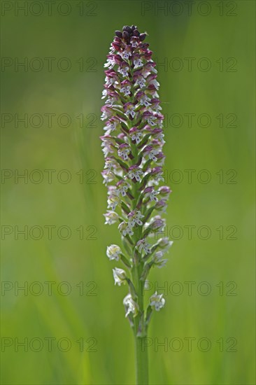 Burnt-tip Orchid (Orchis ustulata syn Neotinea ustulata)