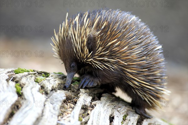 Short-beaked Echidna (Tachyglossus aculeatus) adult