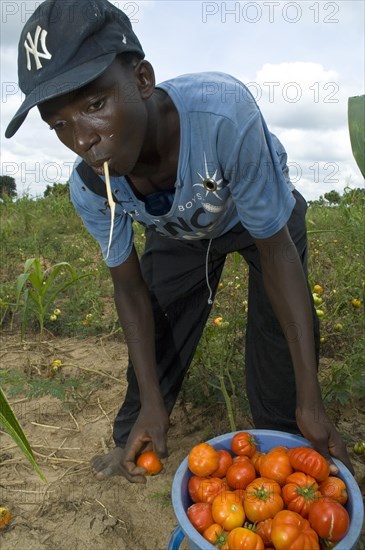 Farmer harvesting tomatoes on a field