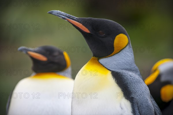 King Penguins (Aptenodytes patagonicus)