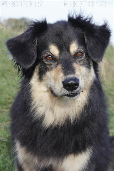 Australian Shepherd mixed-breed dog