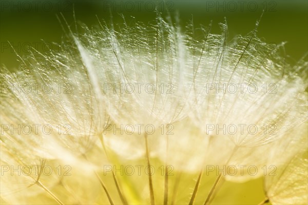 Meadow Salsify (Tragopogon pratensis)