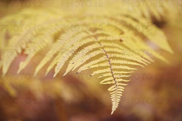 Yellow discolored Common Bracken or Eagle Fern (Pteridium aquilinum) in autumn in Kirnischtal valley