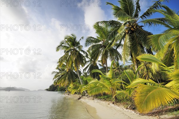 Beach with palm trees