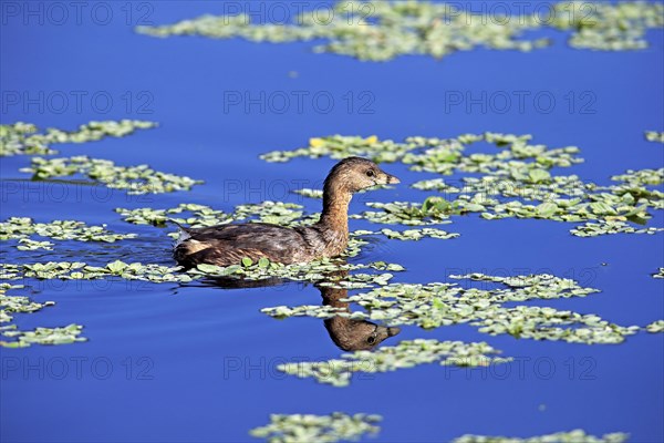 Grebe