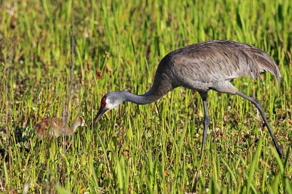 Sandhill Crane (Grus canadensis) with young