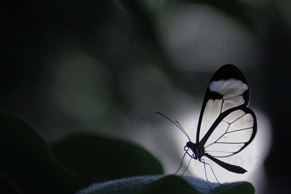 Glasswinged Butterfly (Greta oto) on a leaf