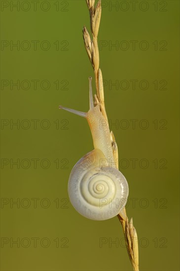 Helicid Snail or Carthusian Snail (Monacha cartusiana)