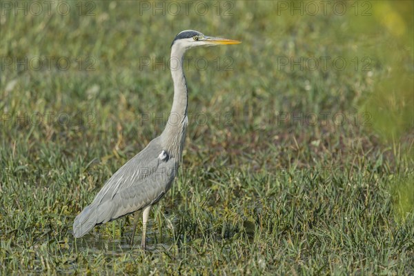 Grey Heron (Ardea cinerea)