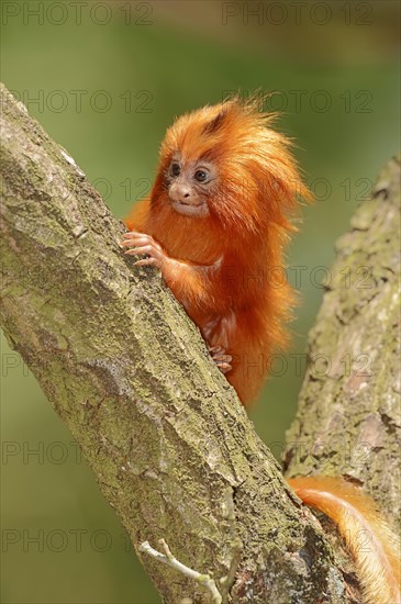 Golden Lion Tamarin (Leontopithecus rosalia)