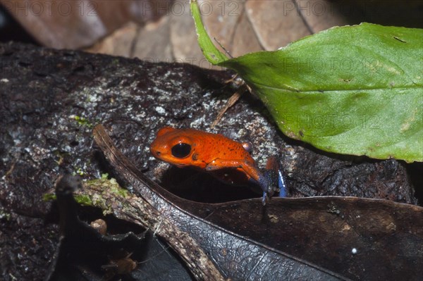 Strawberry Poison-dart Frog (Oophaga pumilio)