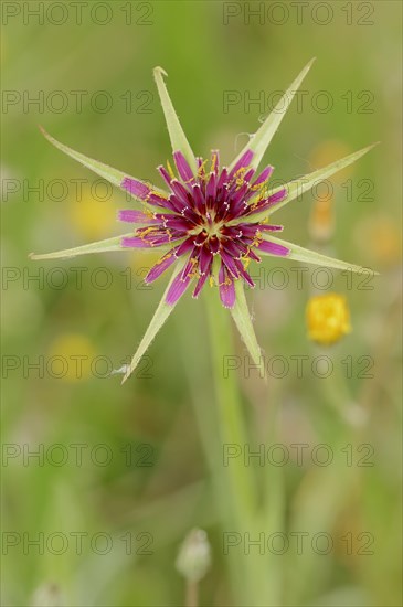 Purple Salsify or Goatsbeard (Tragopogon porrifolius)