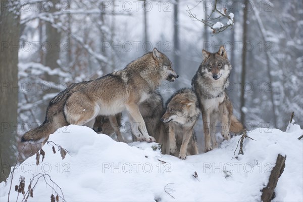 Grey Wolves (Canis lupus)