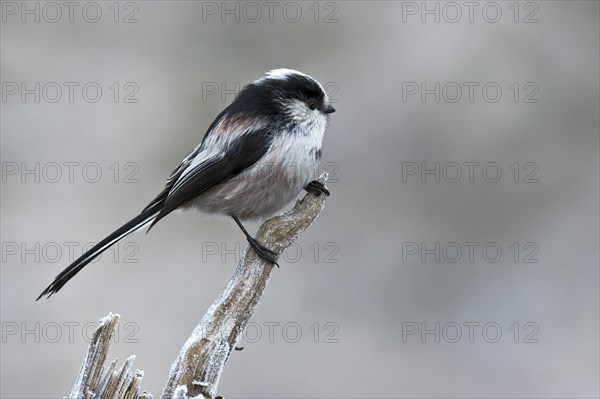 Long-tailed Tit (Aegithalos caudatus europaeus)