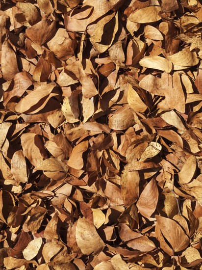 Fallen Mopane leaves (Colophospermum mopane)