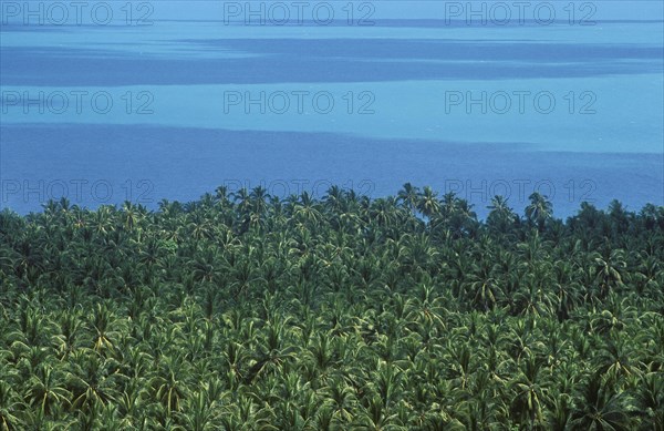 Coconut Palms (Cocos nucifera) and the sea