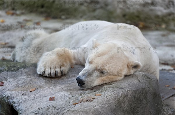 Polar Bear (Ursus maritimus)