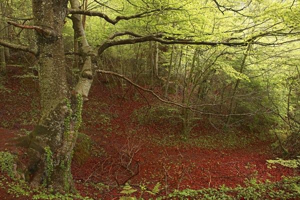 Beech trees