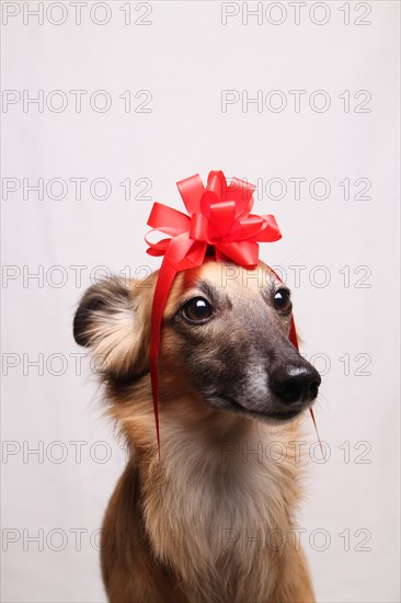 Longhaired Whippet or Silken Windsprite