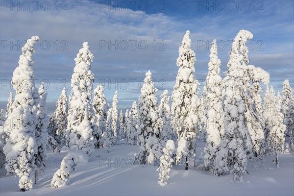 Winter forest