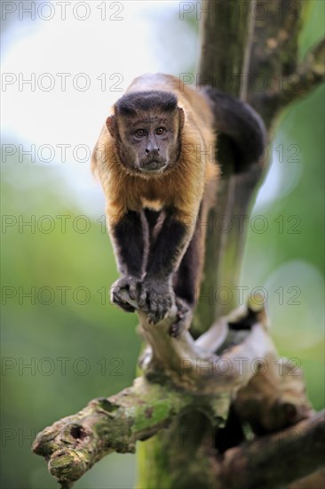 Brown Capuchin or Tufted Capuchin (Cebus apella)