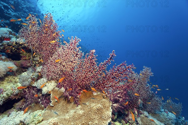 Cherry blossom coral (Siphonogorgia godeffroyi) with open and closed polyps