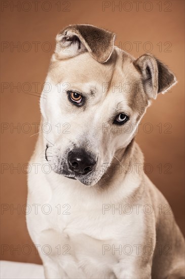 Akita Inu mixed-breed dog