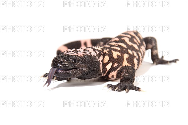 Gila Monster (Heloderma suspectum)