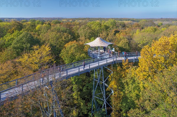 Treetop walk