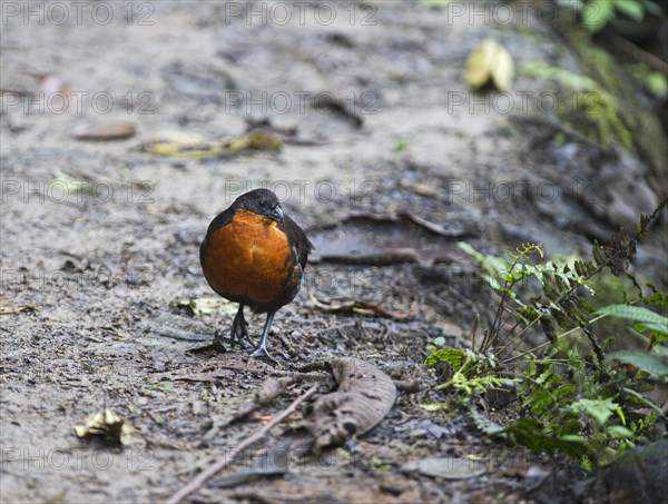 Dark-backed Wood-quail (Odontophorus melanonotus)