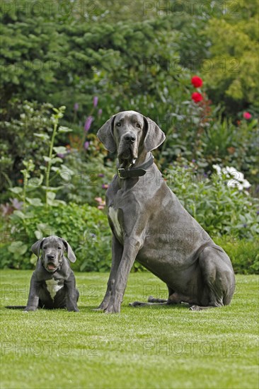 Great Dane sitting in the garden