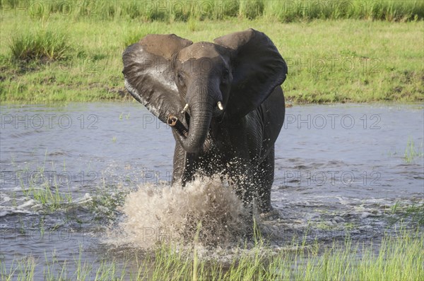 African Elephant (Loxodonta africana) at a waterhole