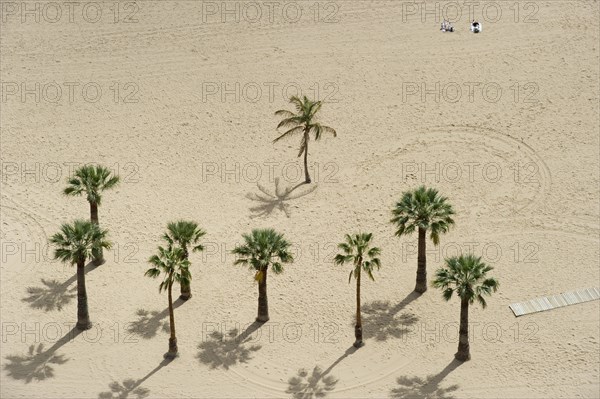 Palm trees on the beach