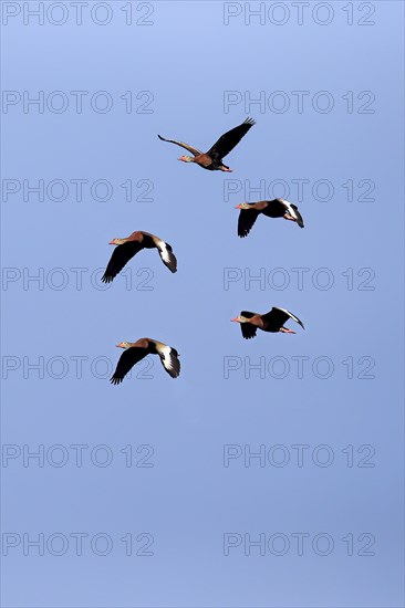 Black-bellied Whistling Duck (Dendrocygna autumnalis)