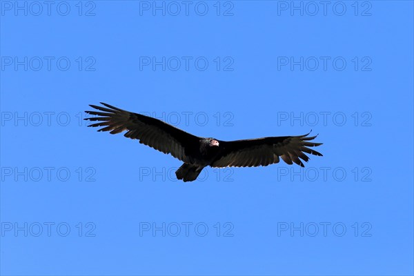 Turkey vulture (Cathartes aura)