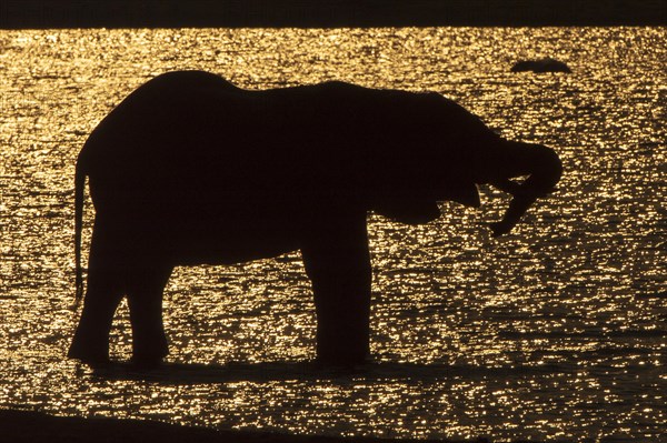 African Bush Elephant (Loxodonta africana)